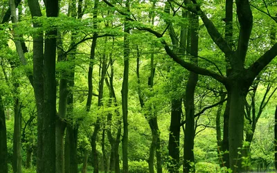 Verdant Forest Canopy in Sunlit Splendor - free landscapes wallpaper 2880×1800