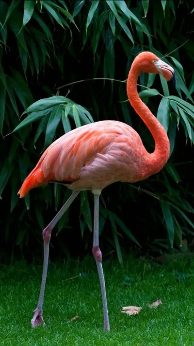 Flamingo's Grace Among Emerald Leaves - free animals wallpaper 736×1308