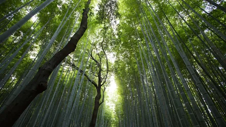 Sunlit Bamboo Forest Canopy - free landscapes wallpaper 3840×2160