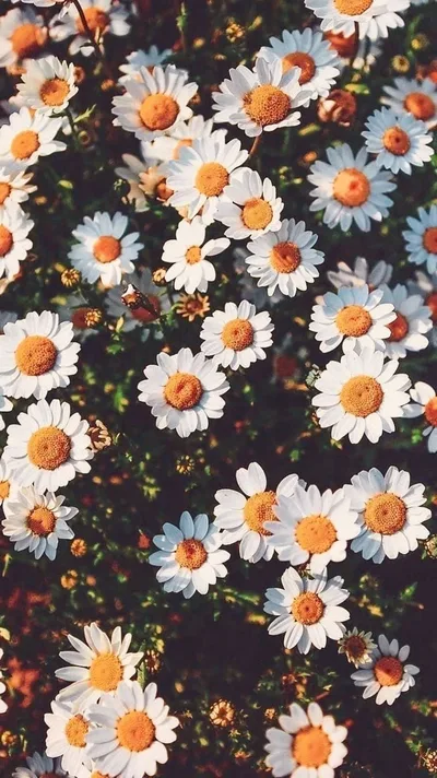 Blooming Daisies: Golden Centers From Above - free nature wallpaper 1000×1780