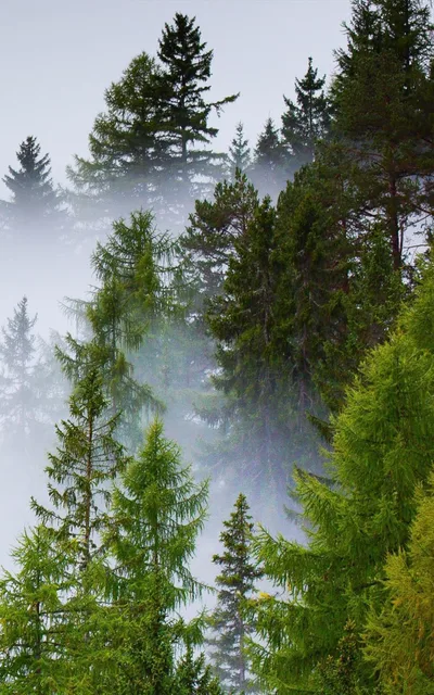 Misty Pine Forest Dawn - free architecture wallpaper 1000×1600