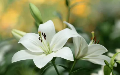 White Lily Blooms in Soft Focus - free photography wallpaper 1920×1200
