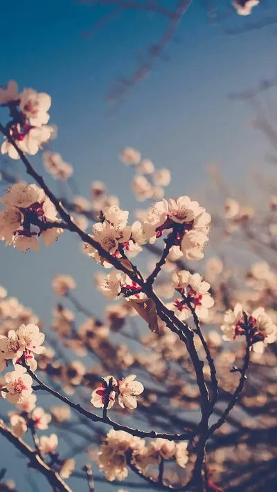 Spring Blossoms Against Clear Blue Sky - free wallpaper 728×1294