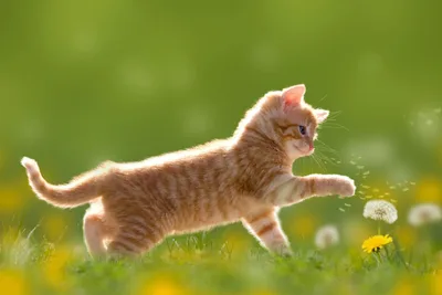 Playful Kitten Among Spring Dandelions - free sports wallpaper 3840×2560