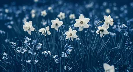 White Daffodils in Morning Mist - free wallpaper 4544×2472