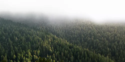 Misty Forest Canopy at Dawn - free landscapes wallpaper 6048×3024
