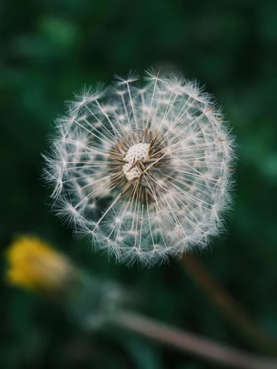 Delicate Dandelion Sphere in Soft Focus - free photography wallpaper 5152×6864