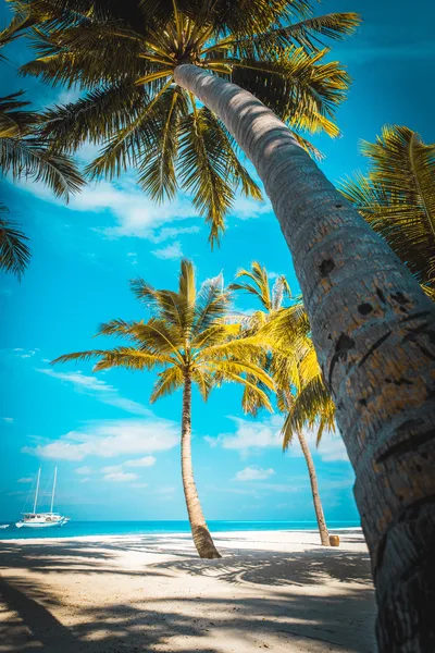 Tropical Paradise Beach Under Blue Skies - free dark wallpaper 4315×6472