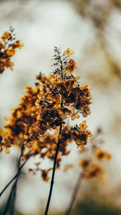 Autumn's Fading Blooms - free photography wallpaper 728×1294
