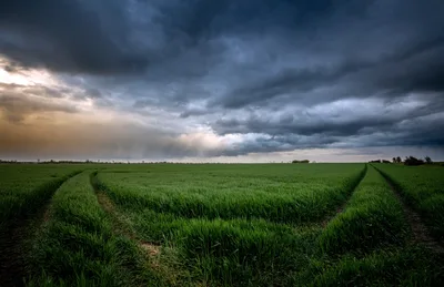 Trees and Grass - free landscapes wallpaper 2560×1660
