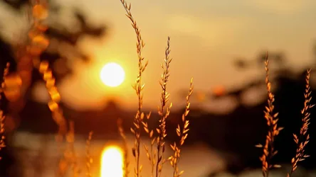 Golden Wheat at Sunset's Glow - free photography wallpaper 1920×1080