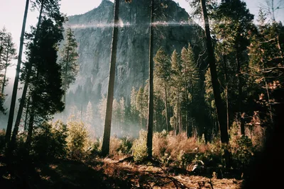 Mountain Forest Mist and Sunlight - free landscapes wallpaper 3000×2000