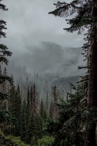 Misty Forest Valley in Grey Skies - free landscapes wallpaper 800×1200