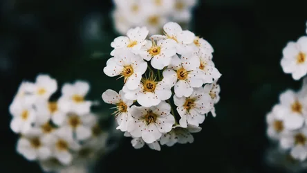 Delicate White Blooms in Soft Focus - free dark wallpaper 3840×2160