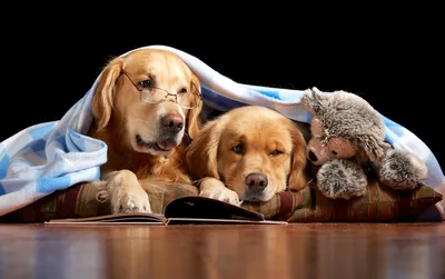 Two Dogs Reading Together Under a Blanket - free animals wallpaper 2048×1283