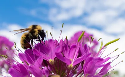 Flowers and Clouds - free animals wallpaper 2572×1599