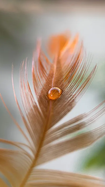 Golden Dewdrop on Peacock Feather - free wallpaper 1815×3227
