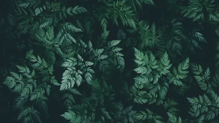 Verdant Shadows: Nature's Quiet Green - free dark wallpaper 1920×1080