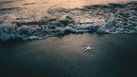Starfish on the Shore at Golden Hour - free gaming wallpaper 3840×2160