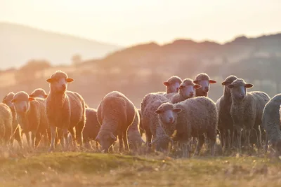 Golden Hour Sheep Grazing in Pastoral Fields - free animals wallpaper 1920×1282