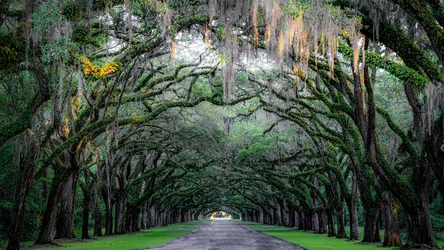 Ancient Oak Tunnel at Wormsloe Historic Site - free wallpaper 5120×2880
