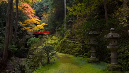 Moss-Covered Path Through Kyoto's Sacred Shrine - free landscapes wallpaper 6016×3416