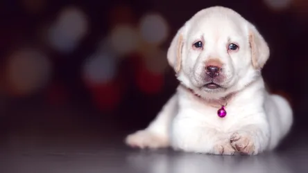 Dog Animal Focus: Animal - free animals wallpaper 3840×2160