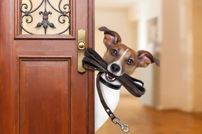 Dog Indoors - free animals wallpaper 6178×4120