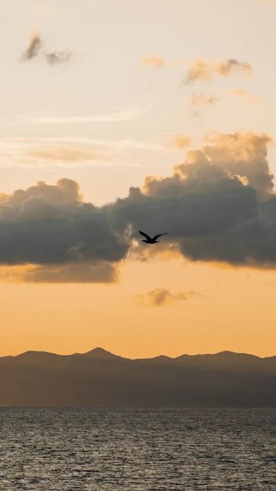 Wings Through Golden Clouds - free wallpaper 2340×4160