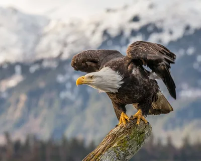 Majestic Eagle in Flight Over Mountain Peaks - free wallpaper 1920×1536