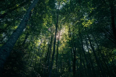 Sunlit Bamboo Forest Cathedral - free art & design wallpaper 6000×4000