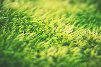 Verdant Meadow in Soft Focus - free photography wallpaper 5400×3600