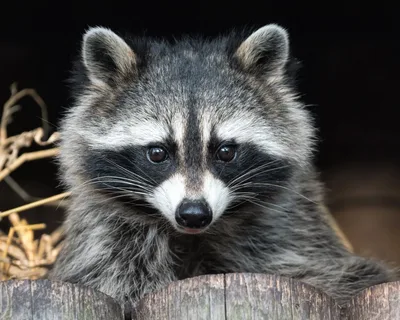Raccoon's Curious Gaze - free animals wallpaper 2000×1600