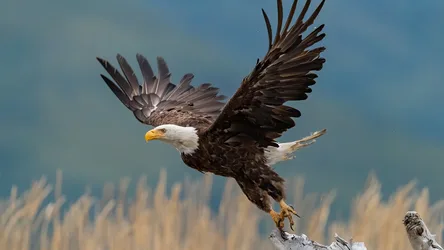 Majestic Eagle In Flight Against Blue Sky - free animals wallpaper 3840×2160