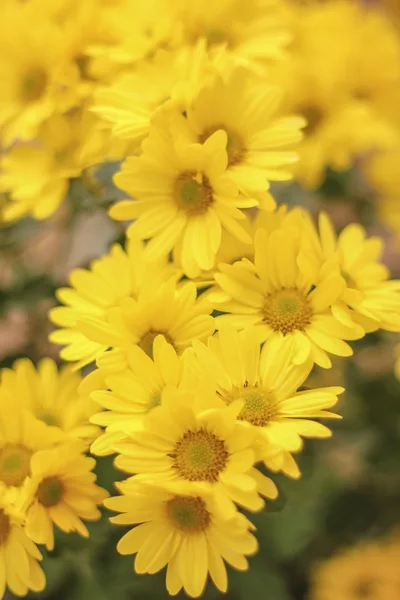 Bright Yellow Daisies in Soft Focus - free photography wallpaper 3000×4500