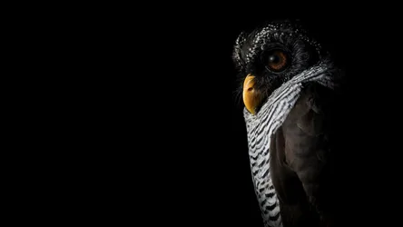 Bird in Black - free wallpaper 2375×1336