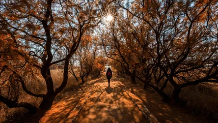Solitary Hiker on Autumn Tree-Lined Trail - free people & portraits wallpaper 3840×2160