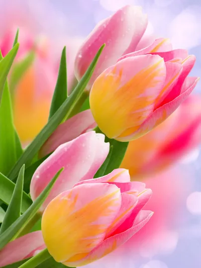 Blooming Pink Tulips with Soft Focus - free wallpaper 1536×2048