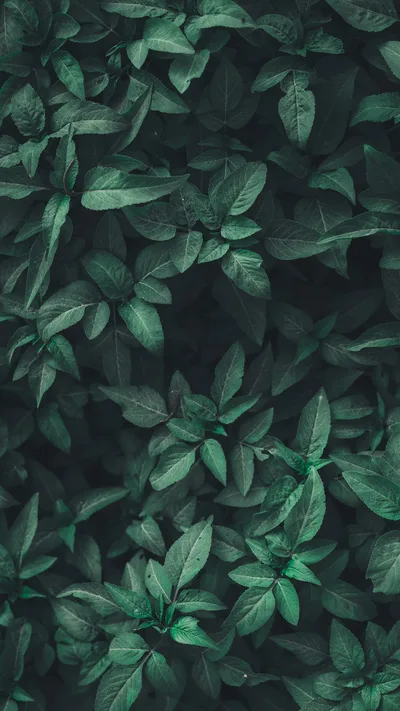 Dark Foliage Whispers - free wallpaper 3000×5333