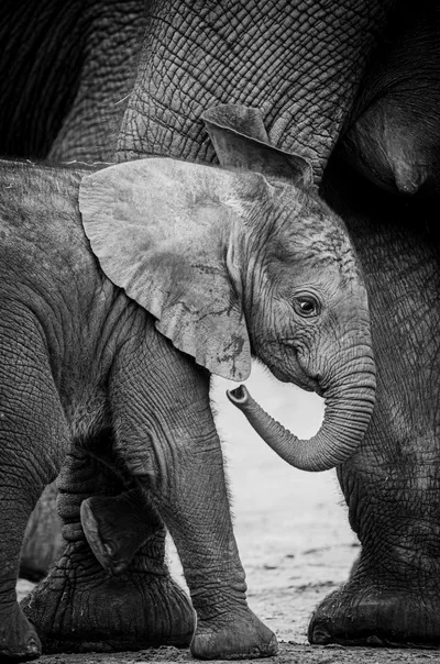 Elephant Calf's Dark Shadow - free wallpaper 3264×4928