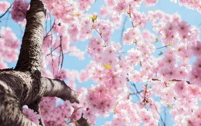 Spring's Cherry Blossom Canopy - free wallpaper 3000×1875