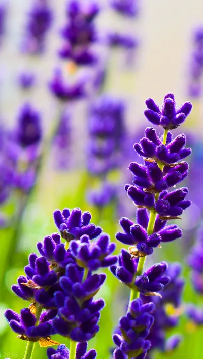 Purple Lavender Field in Sunlight - free wallpaper 1360×2400