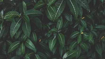 Verdant Shadows: Glowing Fern Canopy - free wallpaper 3840×2160