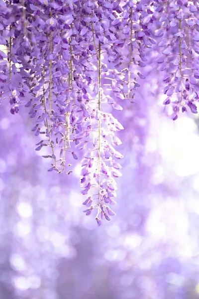 Cascading Purple Wisteria Dreams - free nature wallpaper 850×1275