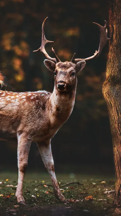 Majestic Deer By Ancient Tree - free fantasy wallpaper 1080×1920