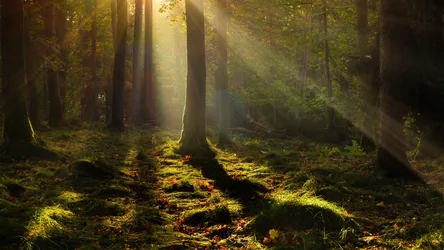 Sunlit Forest Path Through Ancient Trees - free landscapes wallpaper 3840×2160