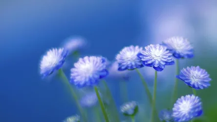 Dreamy Blue Flowers in Soft Focus - free wallpaper 1920×1080