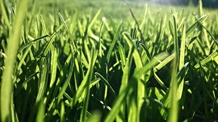 Close-Up of Fresh Green Grass Blades in Sunlight - free nature wallpaper 2592×1456