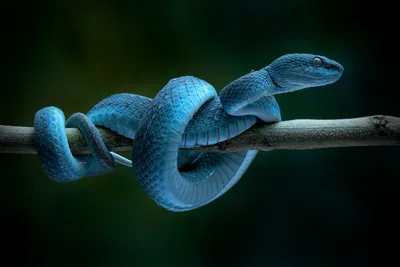Blue Pit Viper Coiled on Branch Against Green Background - free animals wallpaper 2000×1333