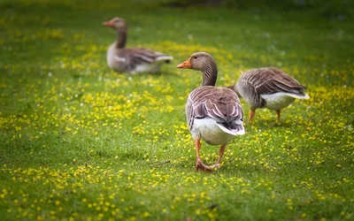 Geese Grazing on Dandelion Meadow - free animals wallpaper 5120×3200